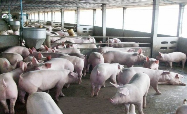 วัฏจักรราคาหมูเวียนมา...ต้องแก้อย่างยั่งยืน