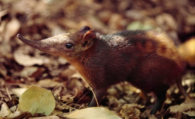 สารคดีชีวิตมหัศจรรย์ ตอน หนูผีช้าง ช่องNOW26