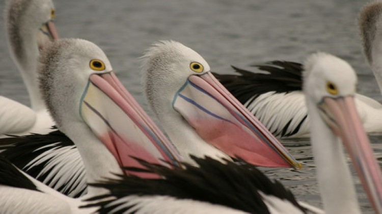 สารคดีพบโลก ตอน เพลิแกนพเนจร ช่องNOW26