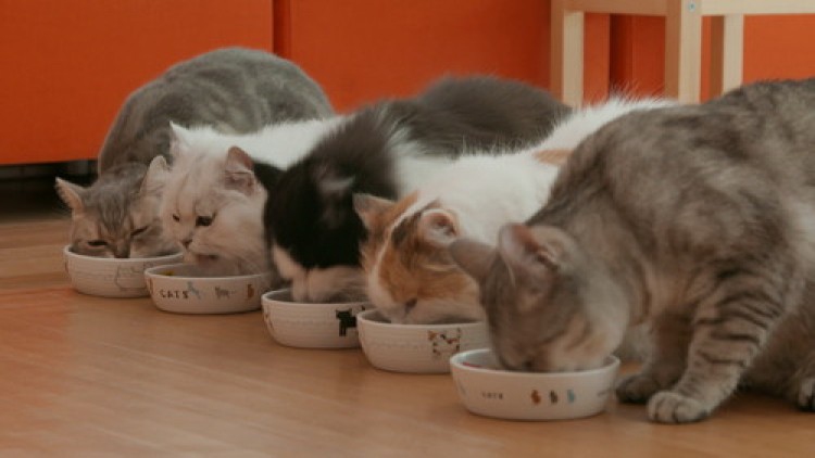 สารคดีชีวิตมหัศจรรย์ ตอน 3 เหมียวเผชิญโลก ช่อง NOW26