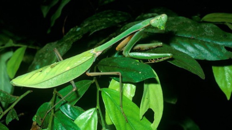 เอเลี่ยนตั๊กแตนตำข้าว ช่อง NOW 26