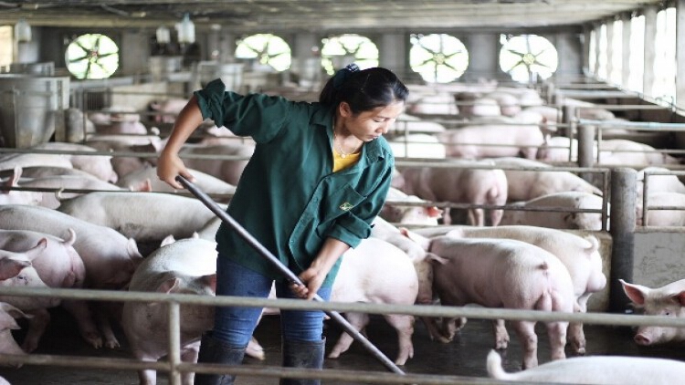 “สายทอง-สมพงค์ฟาร์ม”มั่นใจระบบคอนแทรคฟาร์มเลี้ยงหมูไร้เสี่ยง