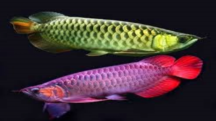 ตลาดกลางปลาสวยงามและสัตว์เลี้ยง จ.ราชบุรี 