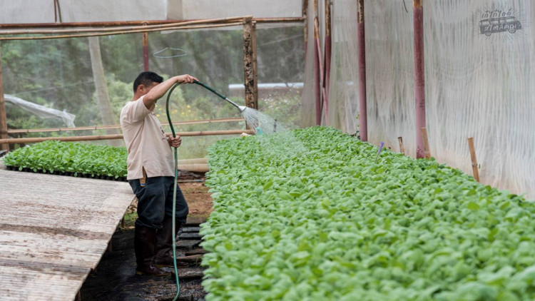 เกษตรฯ คลอดมาตรฐาน “ผักคะน้า” ปกป้องผู้บริโภค