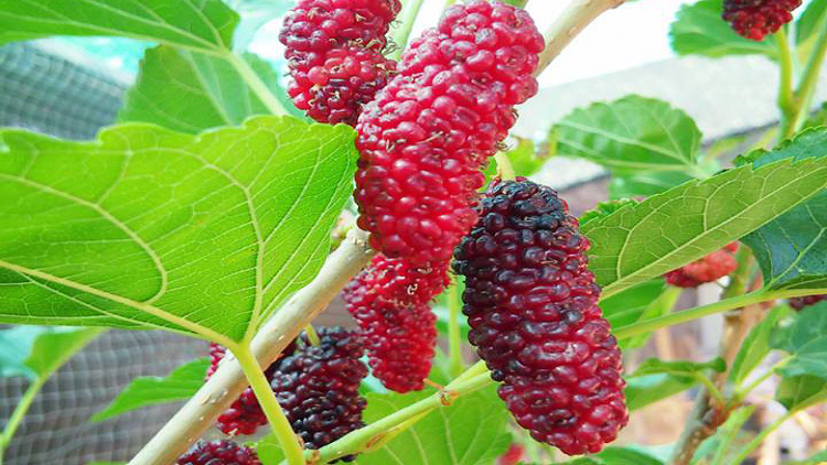 หม่อนไหมหนุนสร้างอาชีพปลูกหม่อนเลี้ยงไหมในเขตภาคเหนือ