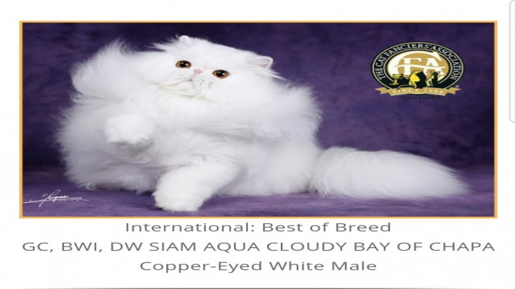 งาน CFA International Asia Cat Show 2018  