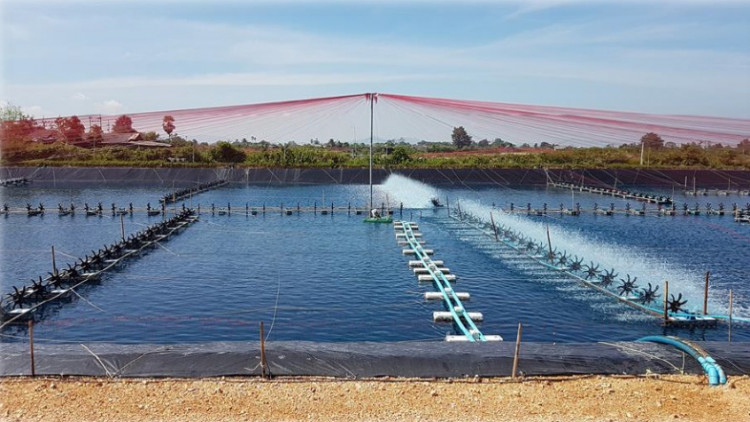 เกษตรกรสงขลาเลี้ยงกุ้ง ชูหลัก 3 สะอาด 