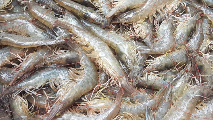 ไทยทำการตลาดแบบ B2C ขยายตลาดกุ้งตรงถึงผู้บริโภค