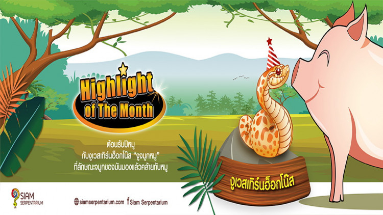 ต้อนรับปีหมูด้วย“งูเวสเทิร์นฮ็อกโน๊ส” หรือ “งูจมูกหมู”