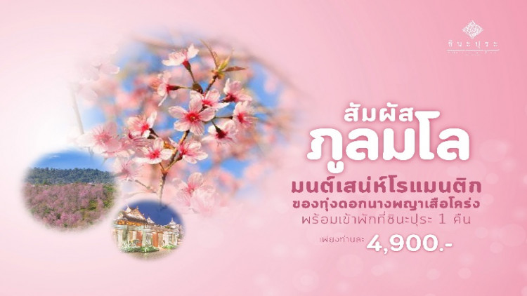 “โรงแรมชินะปุระ” ชวนนักเดินทาง ชมซากุระเมืองไทยที่ “ภูลมโล”