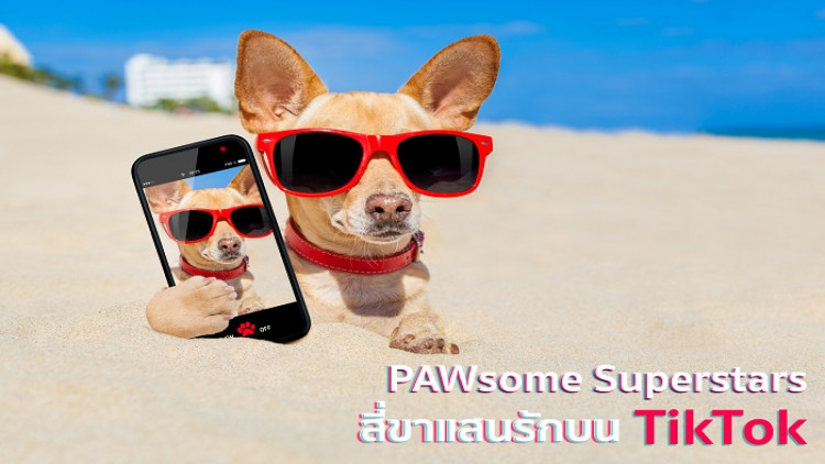 PAWsome Superstars: สี่ขาแสนรักบน TikTok