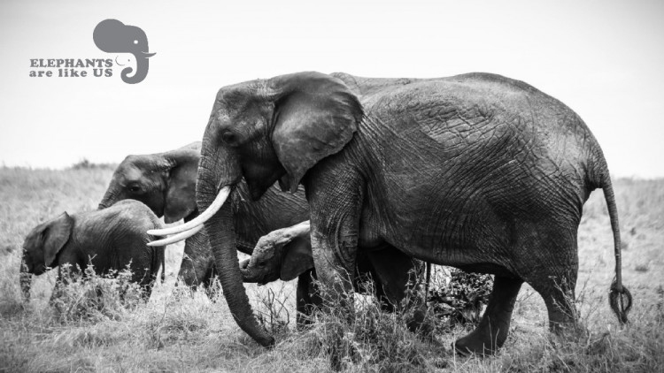 กิจกรรมทางโซเชียลมีเดีย ‘Elephants Are Like Us’