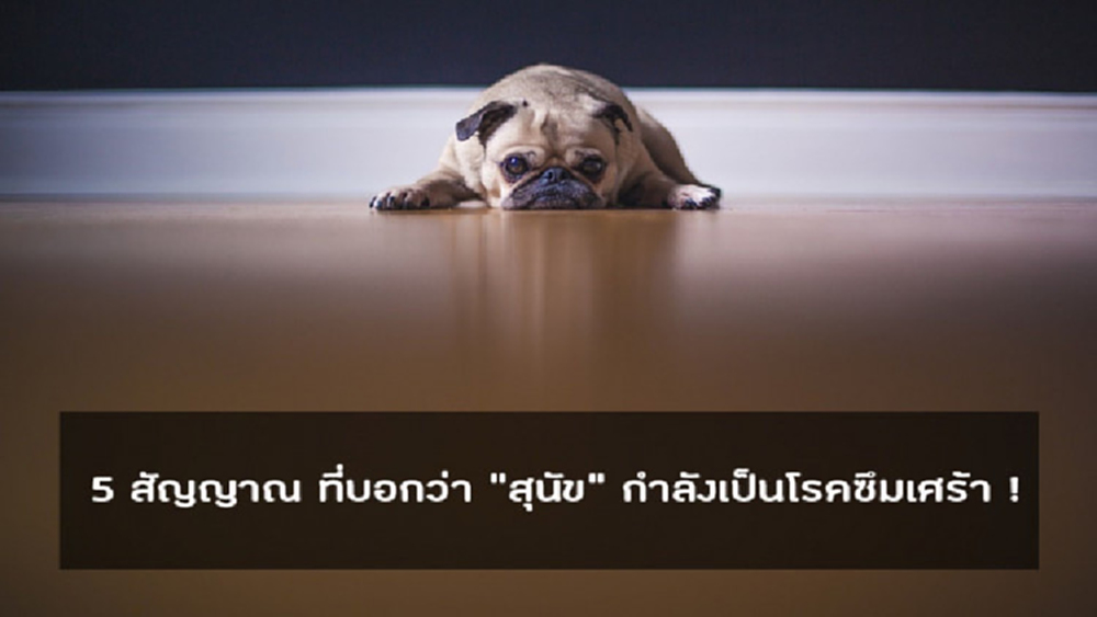 5 สัญญาณที่บอกว่า“สุนัข”กำลังเป็นโรคซึมเศร้า!
