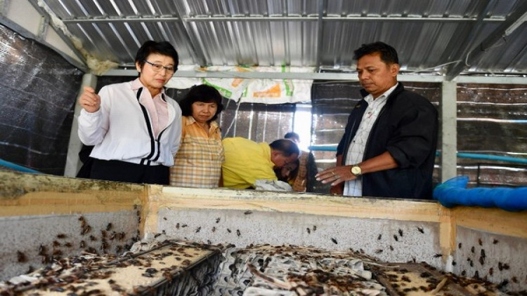 เร่งจัดอบรม GAP ฟาร์มจิ้งหรีด แปลงใหญ่ 