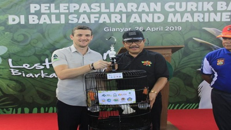 Bali Safari Park ปล่อยนกเอี้ยงบาหลีคืนสู่ธรรมชาติ