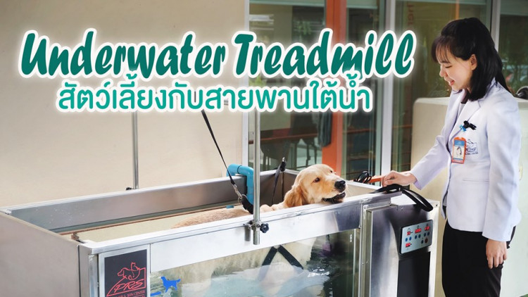 Underwater treadmill หรือ การเดินสายพานใต้น้ำ... สำหรับสัตวืเลี้ยง