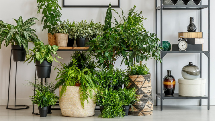 เสริมโชคลาภด้วยต้นไม้มงคล ในห้องของคุณเอง