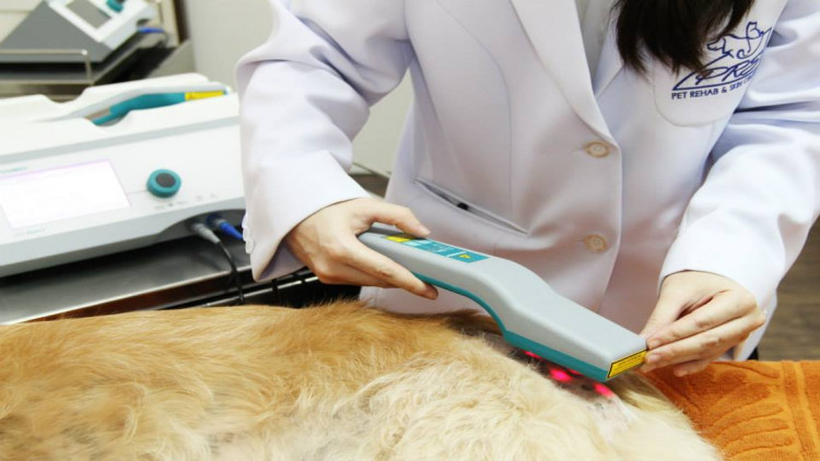 กายภาพบำบัดสัตว์เลี้ยง