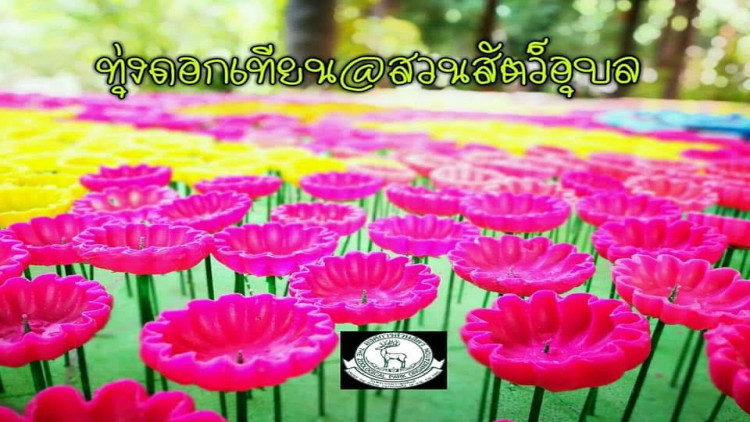 ชมทุ่งดอกเทียนที่สวนสัตว์อุบล