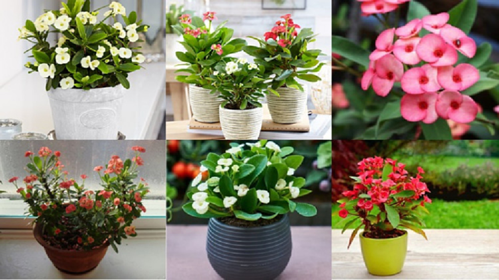 สุดยอดไอเดียแต่งสวนหน้าบ้านให้รับทรัพย์