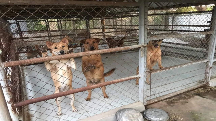 มูลนิธิอนุรักษ์โคกระบือฯยื้อชีวิตสัตว์ถูกทอดทิ้งกว่า400ชีวิต