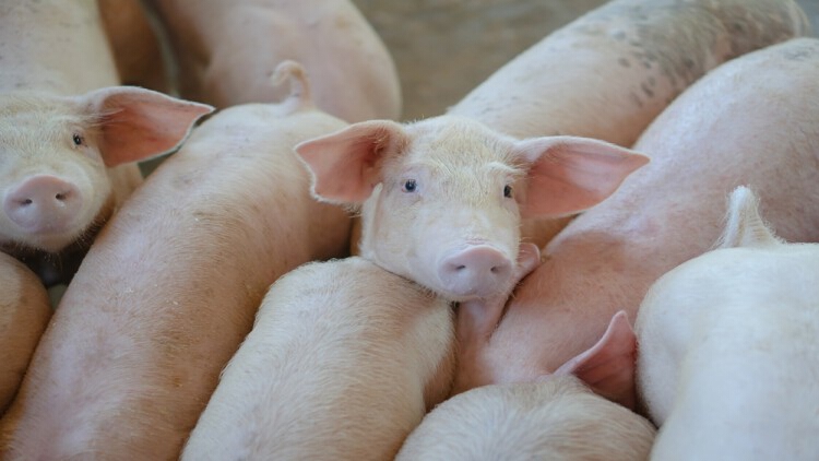 ก้อนฝีและเข็มในเนื้อหมู (มาได้อย่างไร)