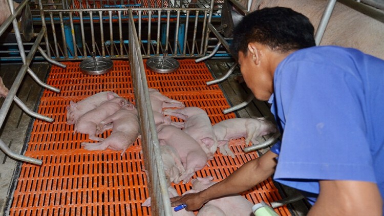 เกษตรกรเลี้ยงหมูคุมเข้มป้องกัน ASF ...ช่วยคนไทยมีสุกรบริโภคเพียงพอ