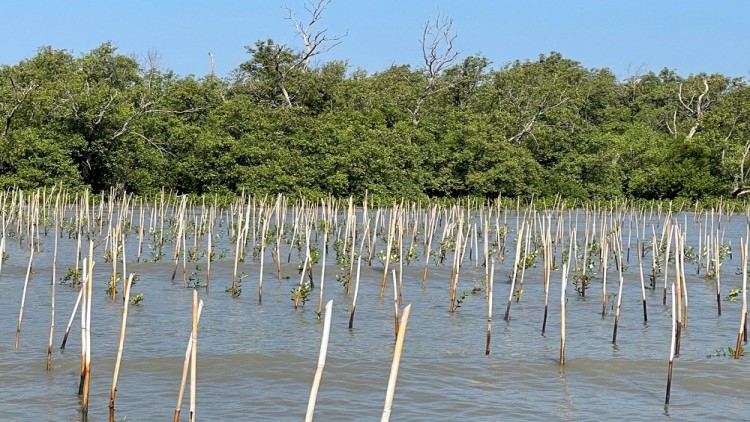 ซีพีเอฟ เดินหน้าอนุรักษ์และฟื้นฟูป่าชายเลนสมบูรณ์ เพิ่มพูนอาหารมั่นคง