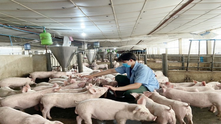 เปิดหัวใจคนรุ่นใหม่ "ธีรภัทร์ โนรินทร์" เดือนสวนสุนันทา สานต่ออาชีพเลี้ยงหมูกับซีพีเอฟ 