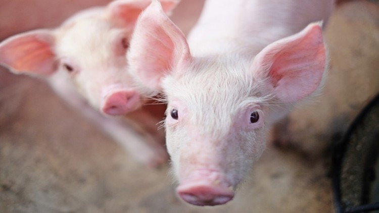 กรมปศุสัตว์มั่นใจระบบป้องกันโรคแกร่ง คาดส่งออกหมูปีนี้โตต่อเนื่อง”