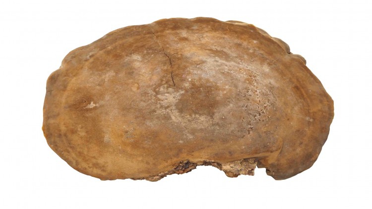 “เห็ดกระถินพิมาน” สมุนไพรไทยยับยั้งมะเร็ง