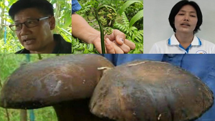 เบโด้หนุนเพิ่มรายได้เกษตรกรด้วยเห็ดไมคอร์ไรซา