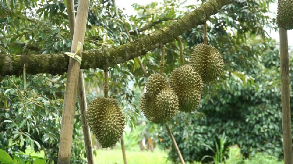 ปิดทองหลังพระฯ ใช้ระบบหมอนทอง ส่งเสริมให้เกษตรกรทำทุเรียนคุณภาพและแม่นยำ