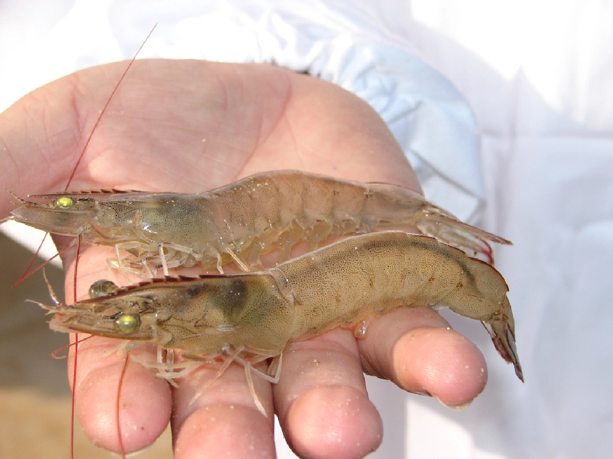 ซีพีเอฟ ชู การเลี้ยงกุ้ง “โพรไบโอติก” ผลิตกุ้งปลอดภัย ปลอดยาปฏิชีวนะ ไร้สารตกค้าง