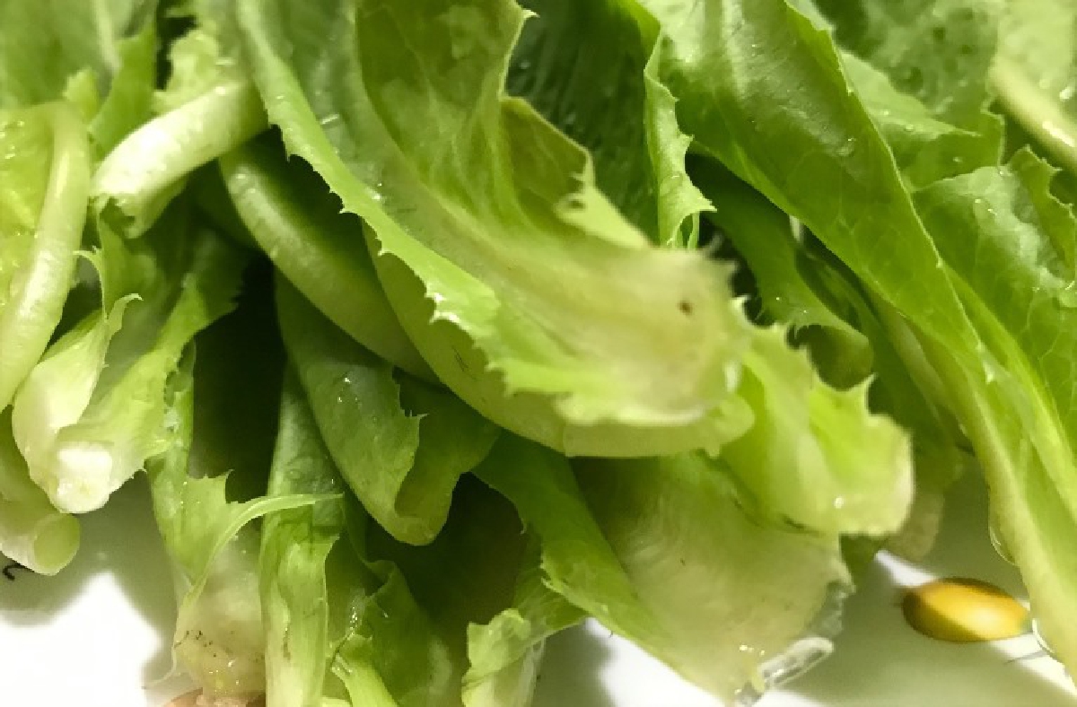 ผักสลัด