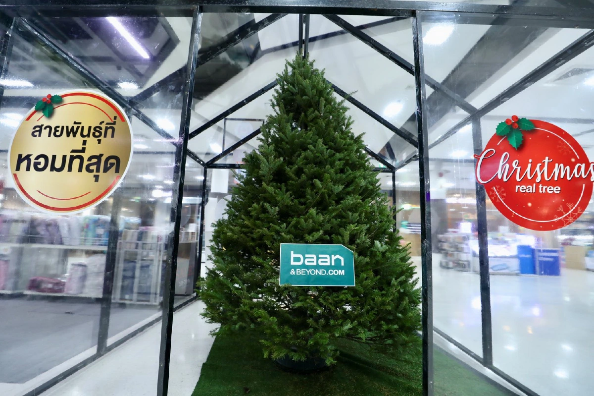 บ้านแอนด์บียอนด์ และ ไทวัสดุ เตรียมต้อนรับเทศกาลแห่งความสุข พร้อมเปิดจองต้นคริสต์มาสจริงจากแคนาดา
