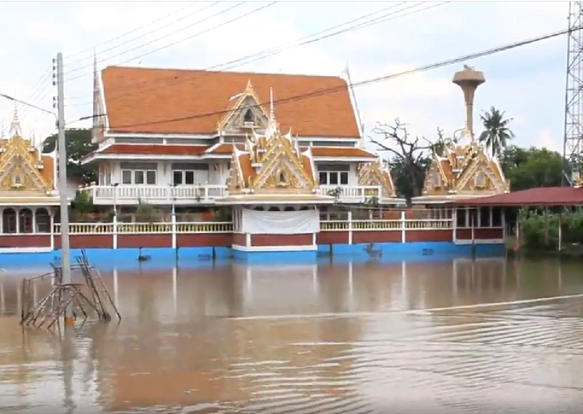 ควายลอยคอแช่น้ำ ปทุมธานีน้ำท่วมสูง