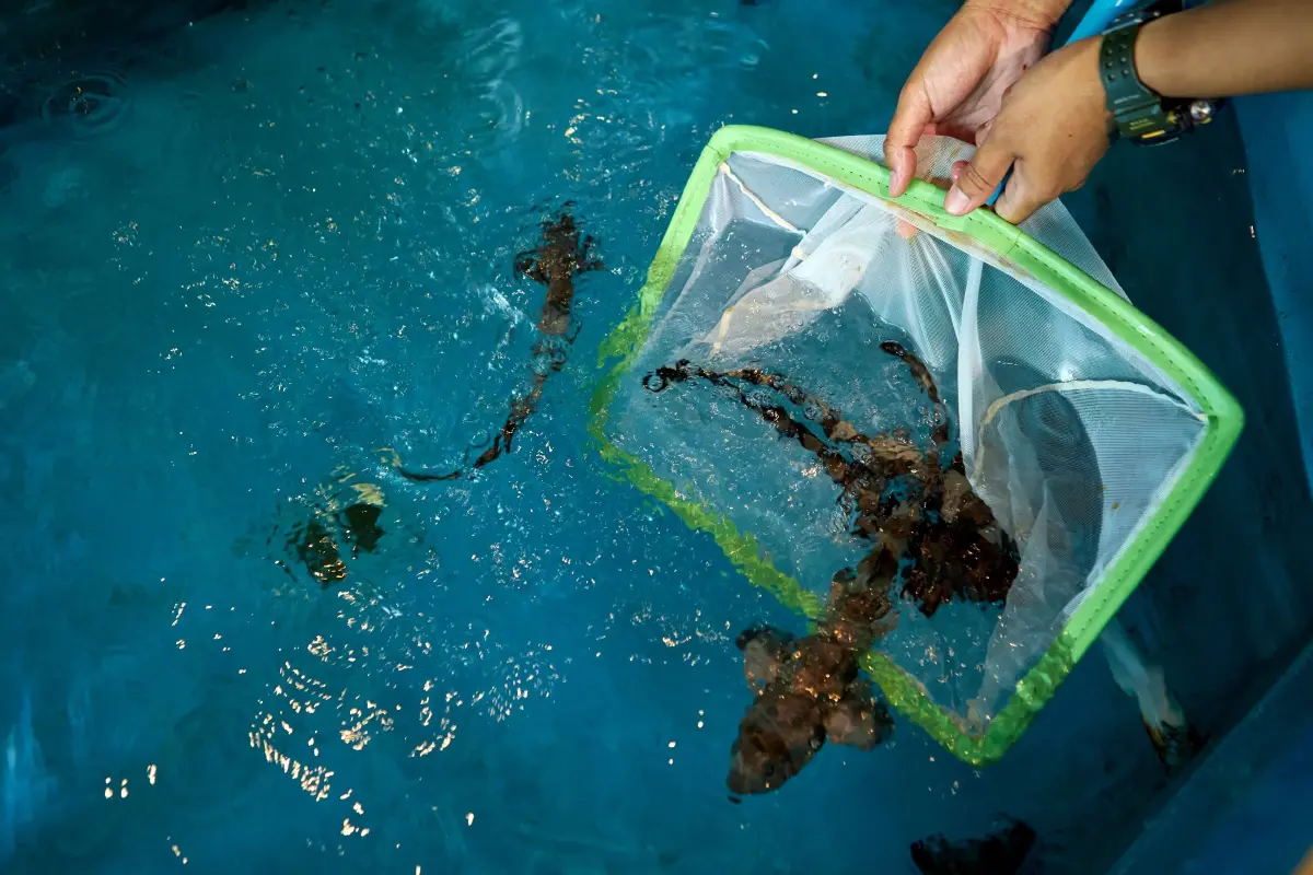 สิงห์ เอสเตท ร่วมโครงการ SOS อนุรักษ์ปลาฉลามกบ