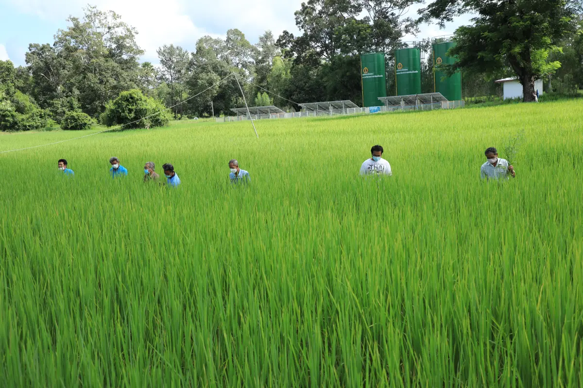 เจาะกลุ่มชาวนา แปลงใหญ่ข้าวตำบลดู่ทุ่ง ผลิตเมล็ดพันธุ์ข้าวคุณภาพ