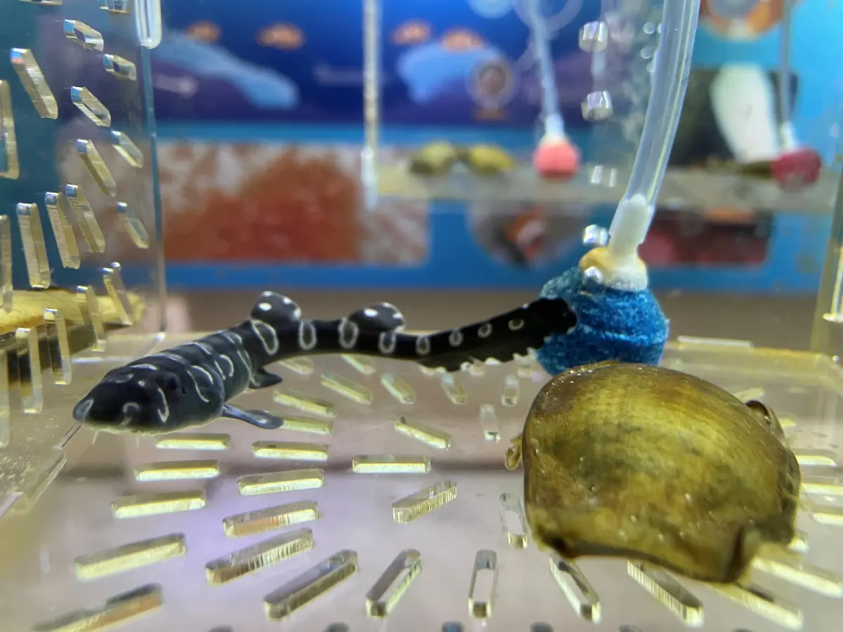 สิงห์ เอสเตท ร่วมโครงการ SOS อนุรักษ์ปลาฉลามกบ