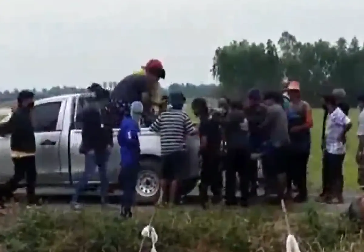 ฮือฮา ชาวบ้านล้อมจับ "ปลาช่อนยักษ์" ตัวใหญ่กว่าคน  มีคนขอซื้อให้ราคา3หมื่น