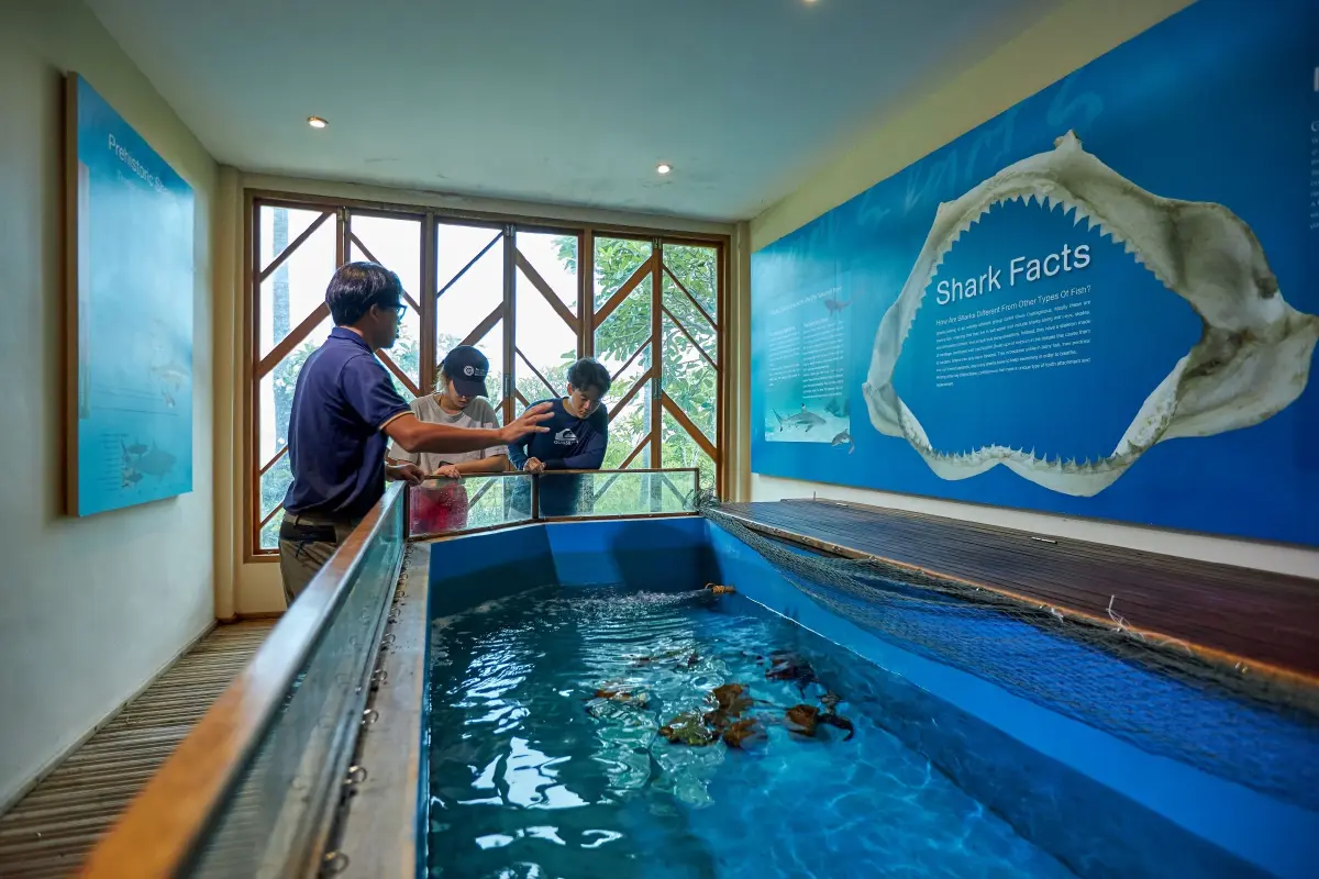 สิงห์ เอสเตท ร่วมโครงการ SOS อนุรักษ์ปลาฉลามกบ