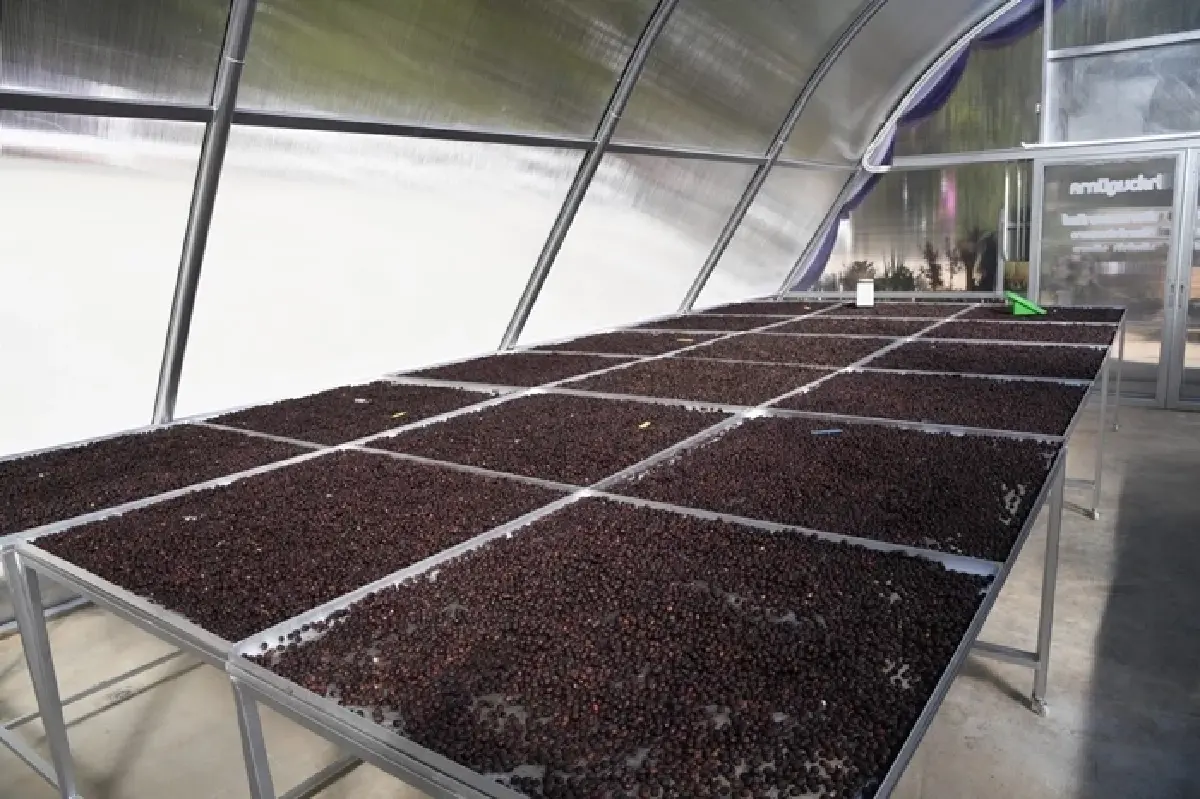 PEA ติดตั้งโรงอบแห้งพลังงานแสงอาทิตย์แบบเรือนกระจก ให้วิสาหกิจชุมชนกาแฟอินทรีย์รักษาป่า บ้านขุนลาว อำเภอเวียงป่าเป้า จังหวัดเชียงราย