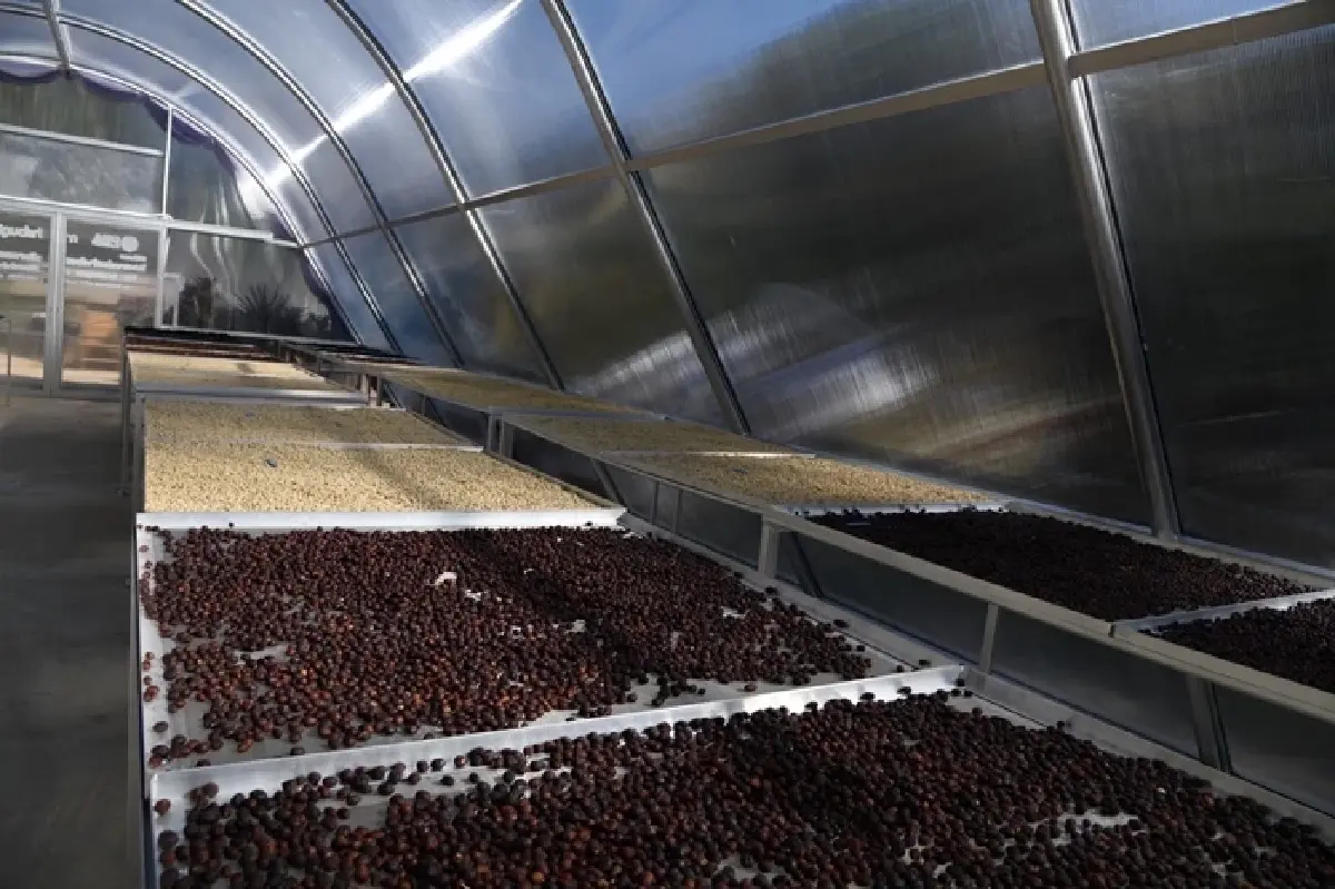 PEA ติดตั้งโรงอบแห้งพลังงานแสงอาทิตย์แบบเรือนกระจก ให้วิสาหกิจชุมชนกาแฟอินทรีย์รักษาป่า บ้านขุนลาว อำเภอเวียงป่าเป้า จังหวัดเชียงราย