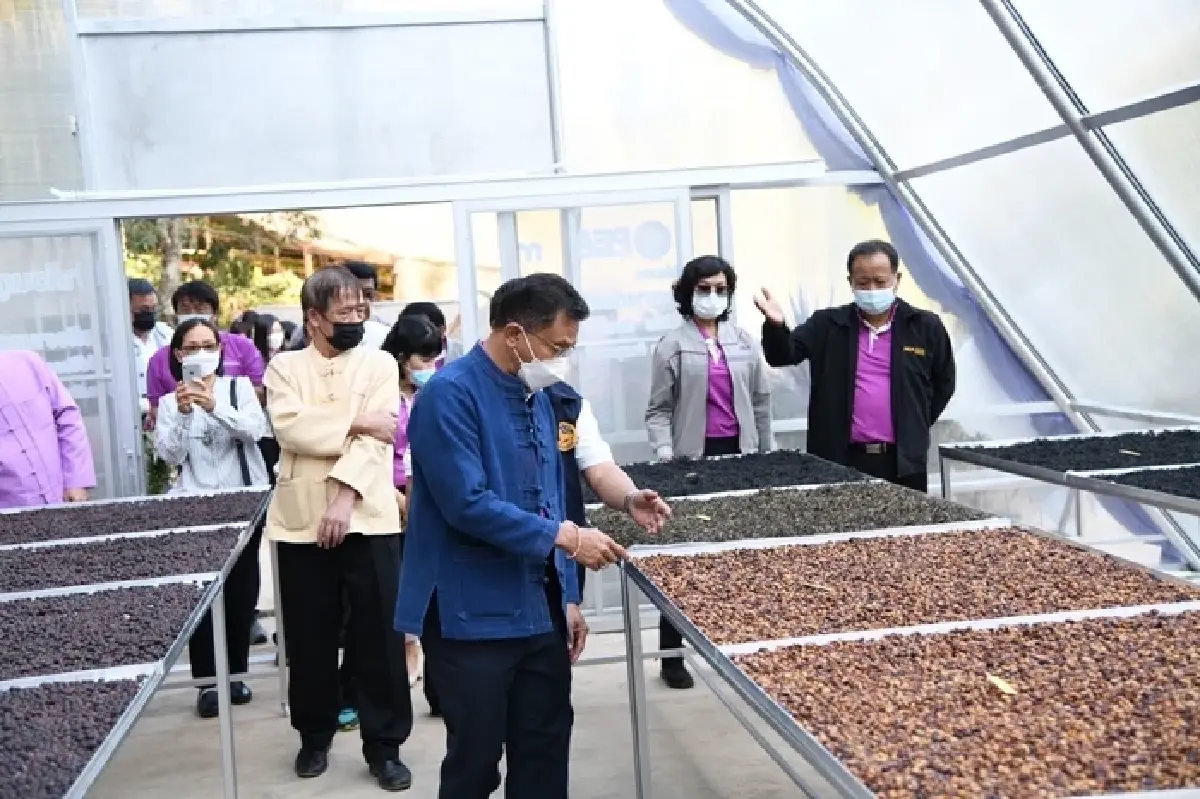 PEA ติดตั้งโรงอบแห้งพลังงานแสงอาทิตย์แบบเรือนกระจก ให้วิสาหกิจชุมชนกาแฟอินทรีย์รักษาป่า บ้านขุนลาว อำเภอเวียงป่าเป้า จังหวัดเชียงราย