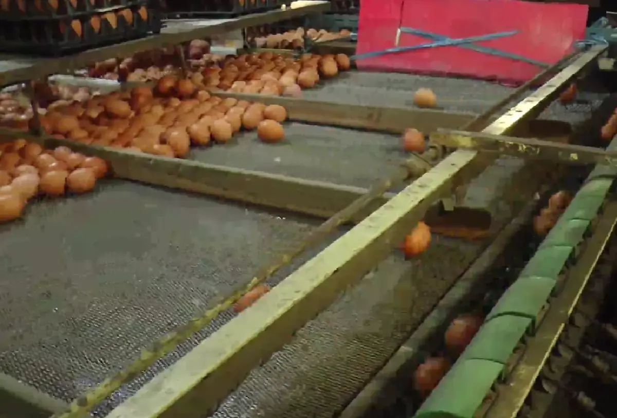 แม่ค้าโอด ไข่ไก่แพงลูกค้าหาย พร้อมลดราคาตามหน้าฟาร์ม