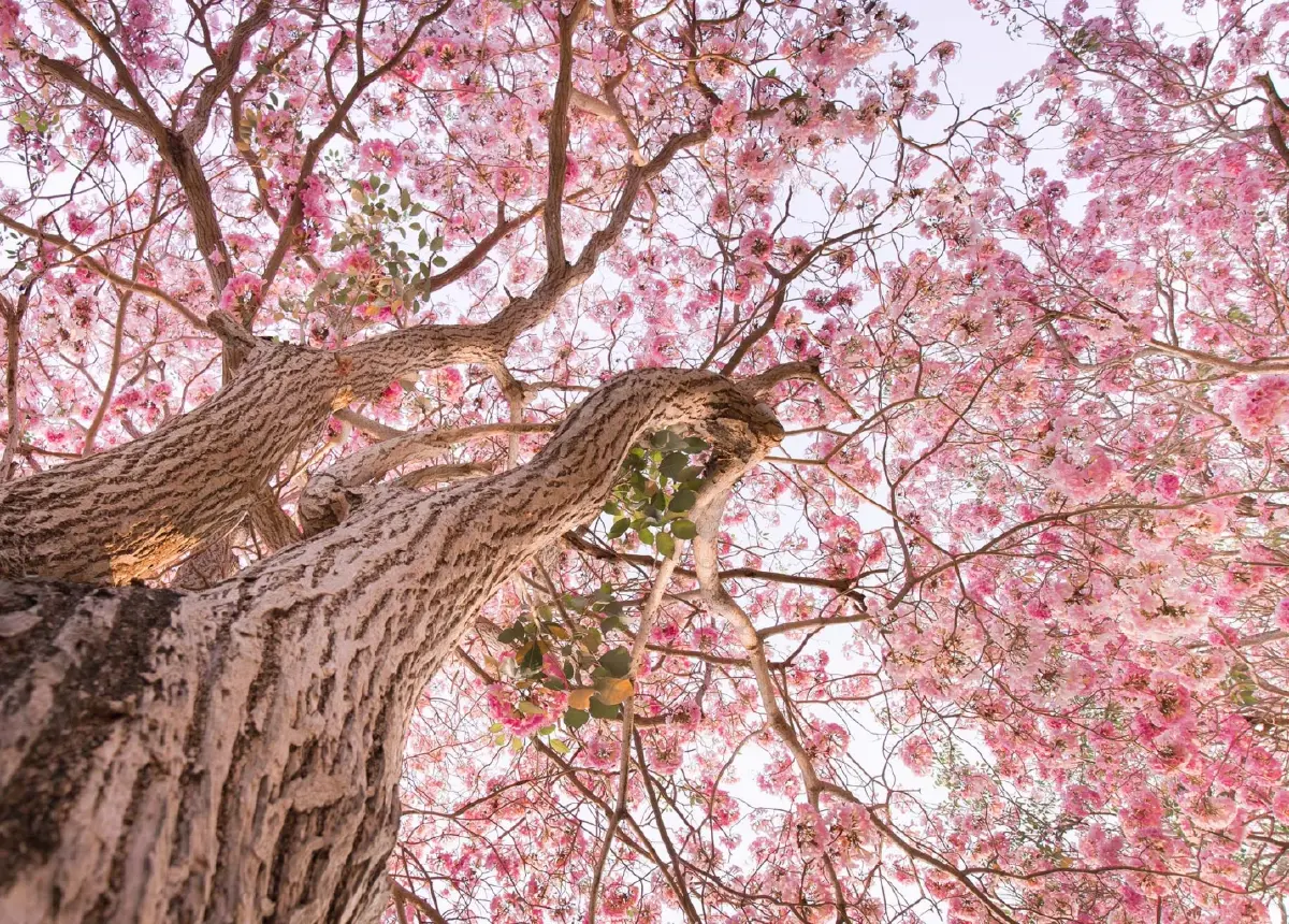 “Green and Sustainable Luxury” ชีวิตแนบชิดธรรมชาติใจกลางกรุงเทพฯ