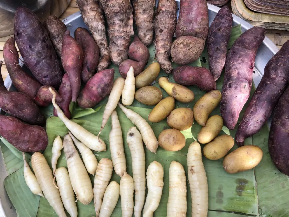 กินข้าวใหม่ เพื่อชีวิตใหม่ วิถีเกษตรอิงธรรมชาติของพี่น้องชนเผ่า
