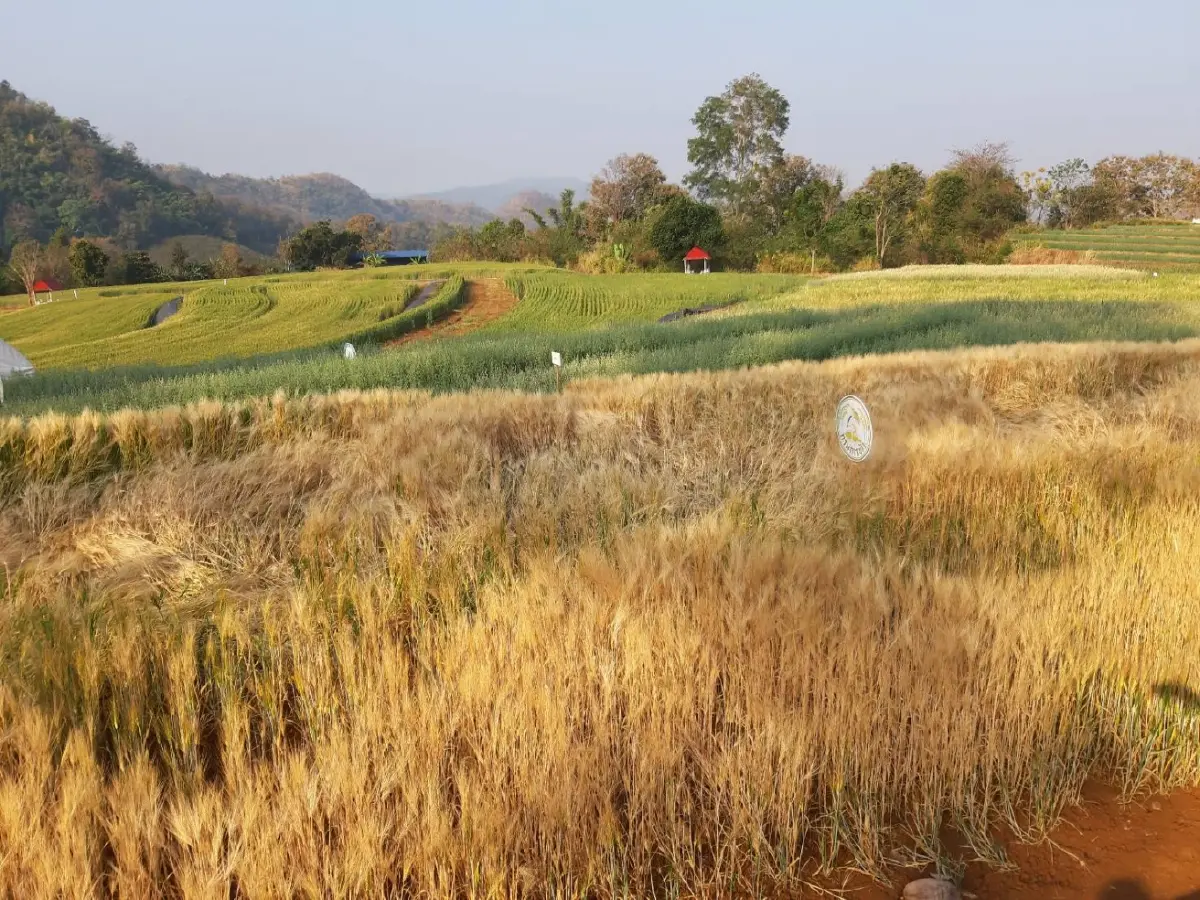 ผลักดันข้าวสาลี ส่งเสริมเกษตรกรแปลงใหญ่ สู่บทบาทการพัฒนาเศรษฐกิจไทย