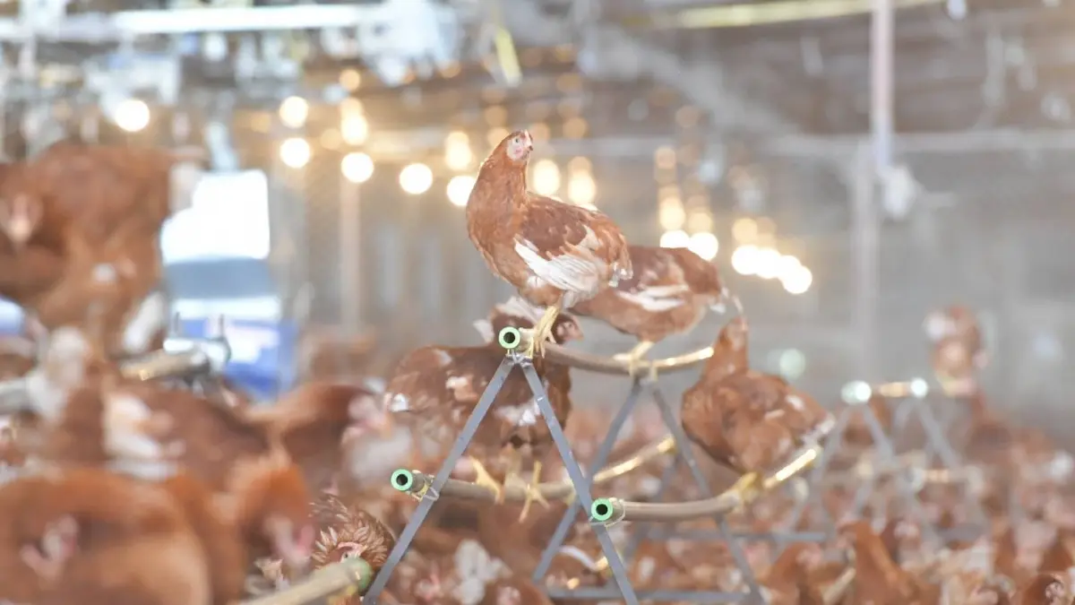 นักวิชาการซีพีเอฟ ย้ำการป้องกันโรคไก่ไทยเข้มแข็ง ผู้บริโภคมั่นใจเนื้อไก่ปลอดภัย